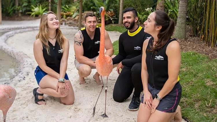 Grupo de pessoas no Flamingo Mingle do Discovery Cove