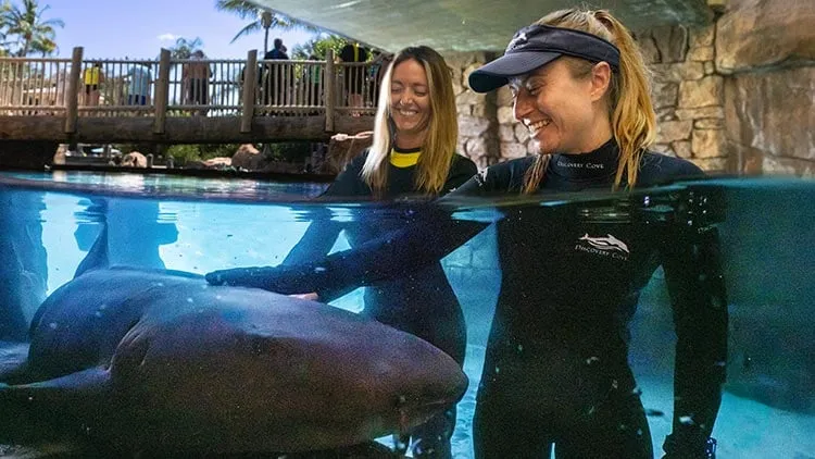 Shark Interaction - Discovery Cove