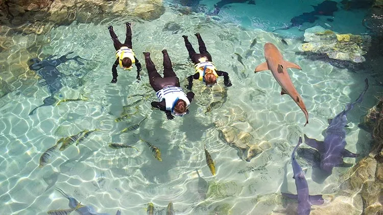 Grupo de pessoas no Shark Snorkel do Discovery Cove 