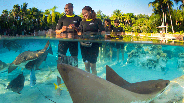 Pessoas na experiência Ultimate Animal Experience - Discovery Cove