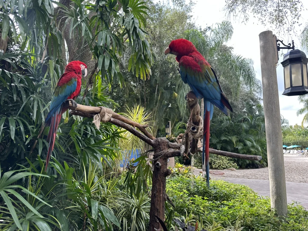 Araras do Discovery Cove Orlando