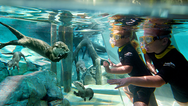 Crianças no Freshwater Oasis observando lontras  no Discovery Cove