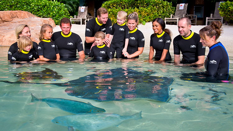 Grupo de pessoas alimentando arraias no Ray Feeding do Discovery Cove