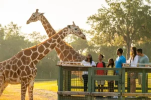 Girafas- Busch Gardens