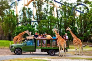 Serengeti Safari Tour