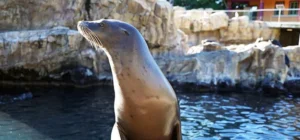 Flippers, Facts and Fun: The Sea Lion Experience.