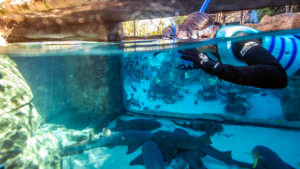 Discovery Cove em Orlando